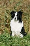 BORDER COLLIE 1357